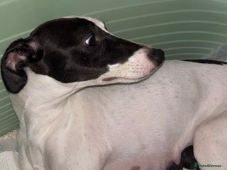 Whippet dogs KC Whippet Pups for sale - Advert 2