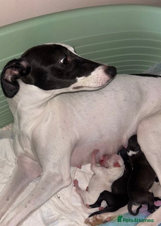Whippet dogs KC Whippet Pups for sale - Advert 4
