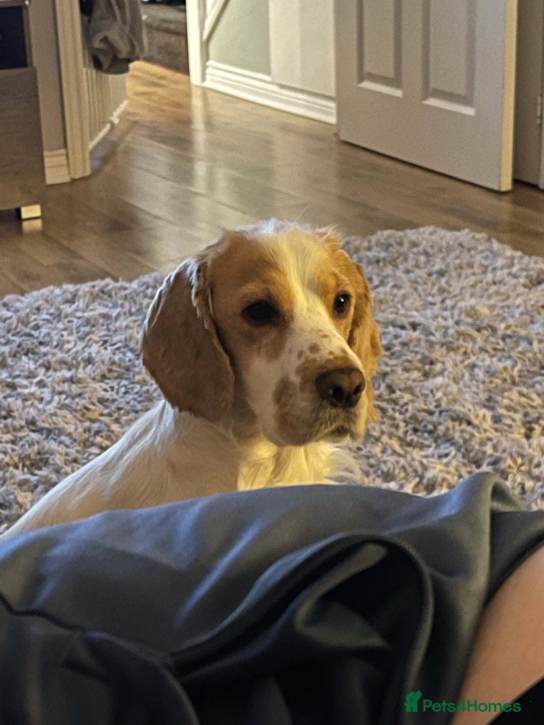 Cocker Spaniel dogs for sale: Male cocker spaniel 2years old  - Advert 1