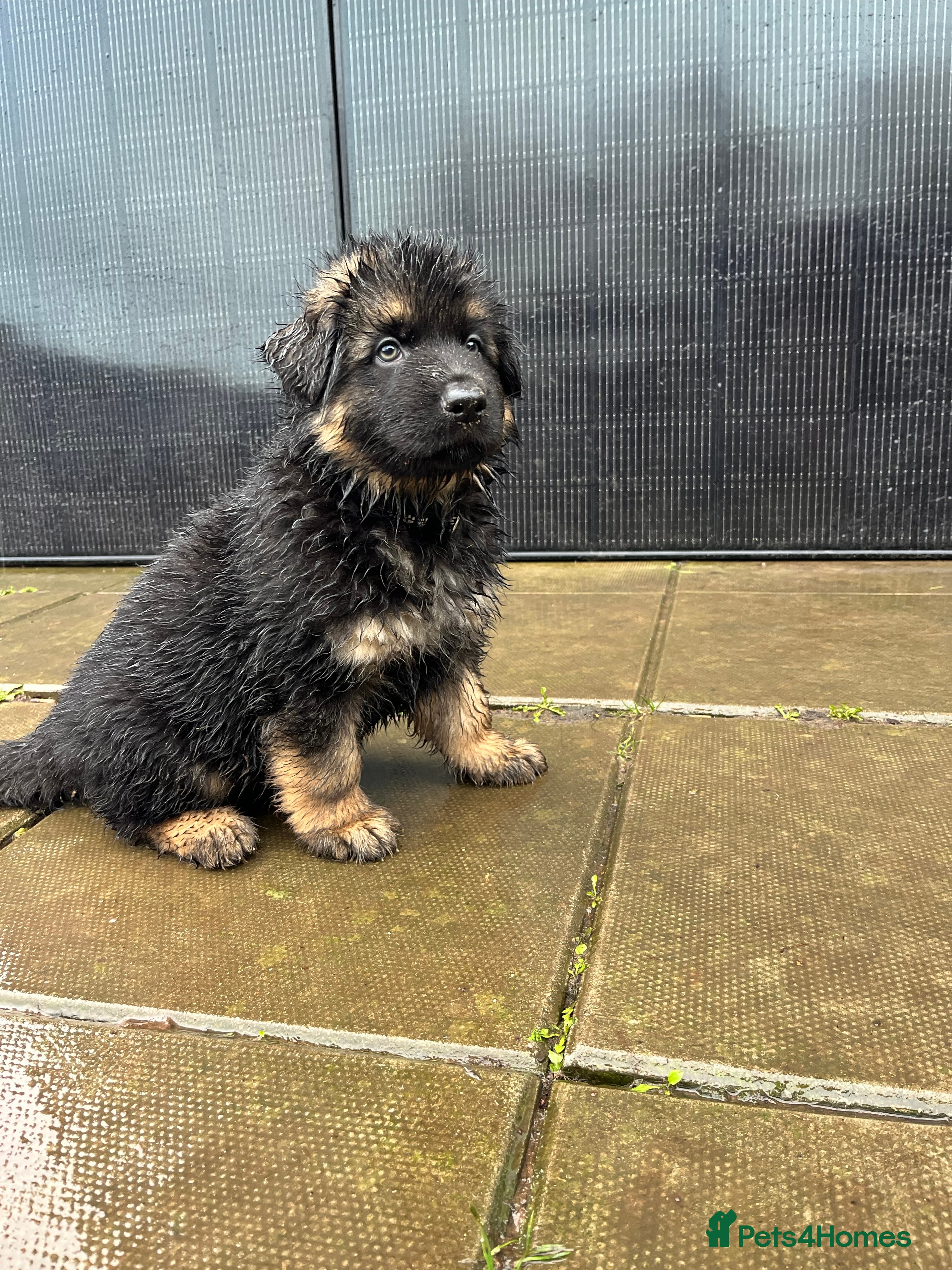 German Shepherd dogs Beautiful German Shepherd Puppies Kc Registered  - Advert 8