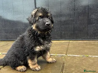 German Shepherd dogs Beautiful German Shepherd Puppies Kc Registered - Advert 8