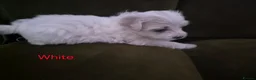 Bichon Frise dogs for sale: GORGEOUS BICHON FRISE - 🩷 3 girls  - Advert 14