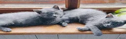 Russian Blue cats for sale: Super Stunning Russian blue kittens ready now in Caldicot - Advert 6