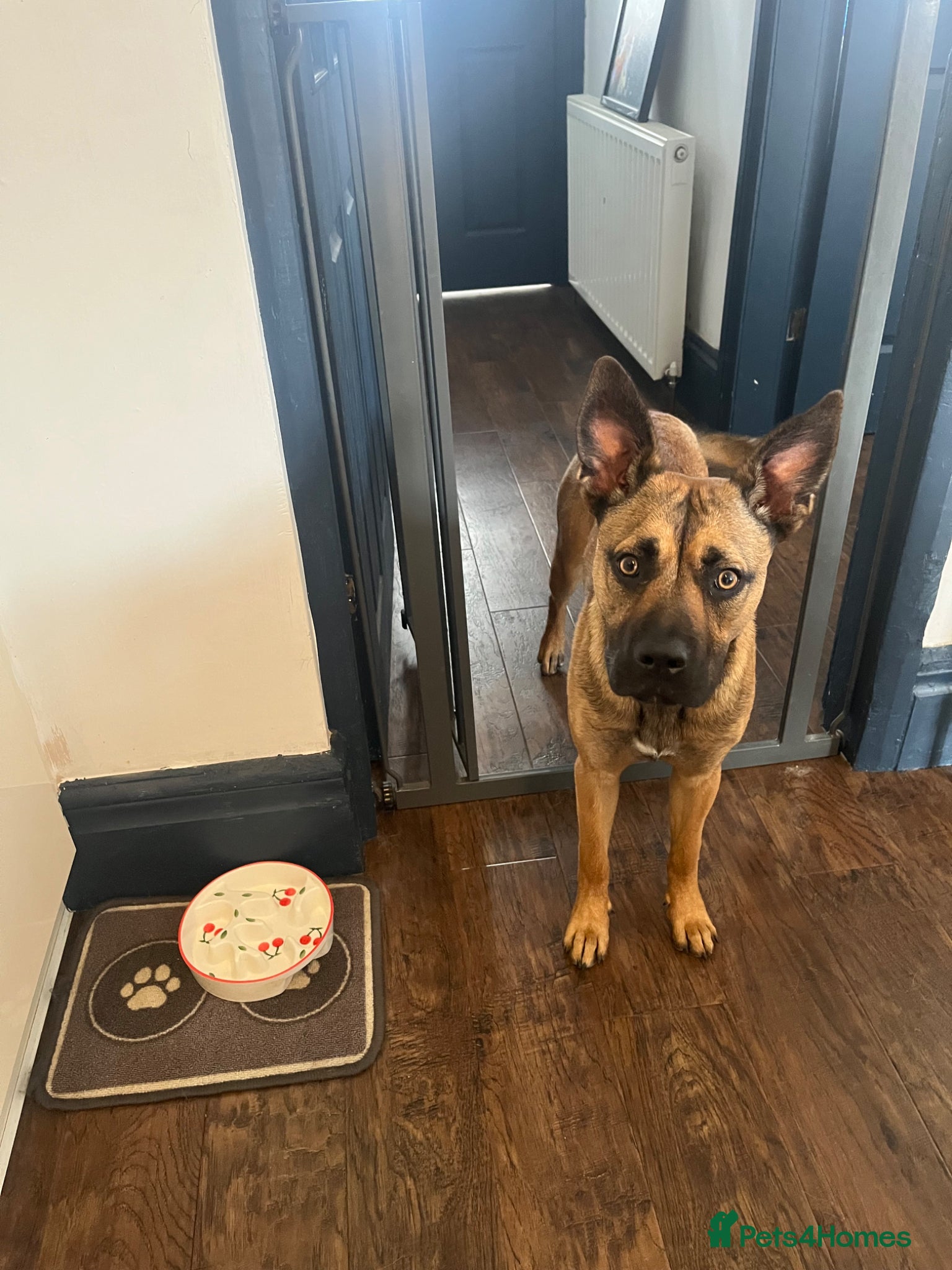 Mixed Breed dogs 10 month old mixed breed girl - Advert 4