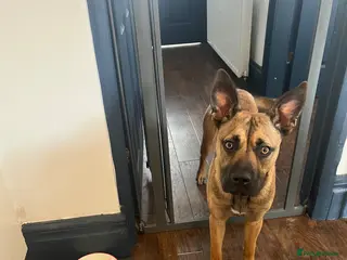 Mixed Breed dogs 10 month old mixed breed girl - Advert 1