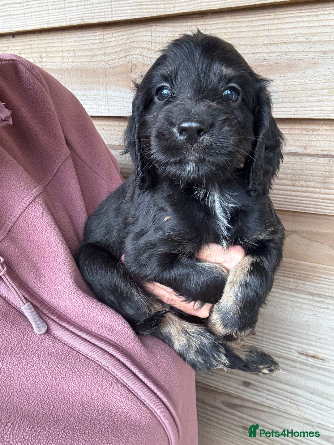 Sprocker dogs for sale: Sprocker spaniel puppy’s for sale  - Image 15