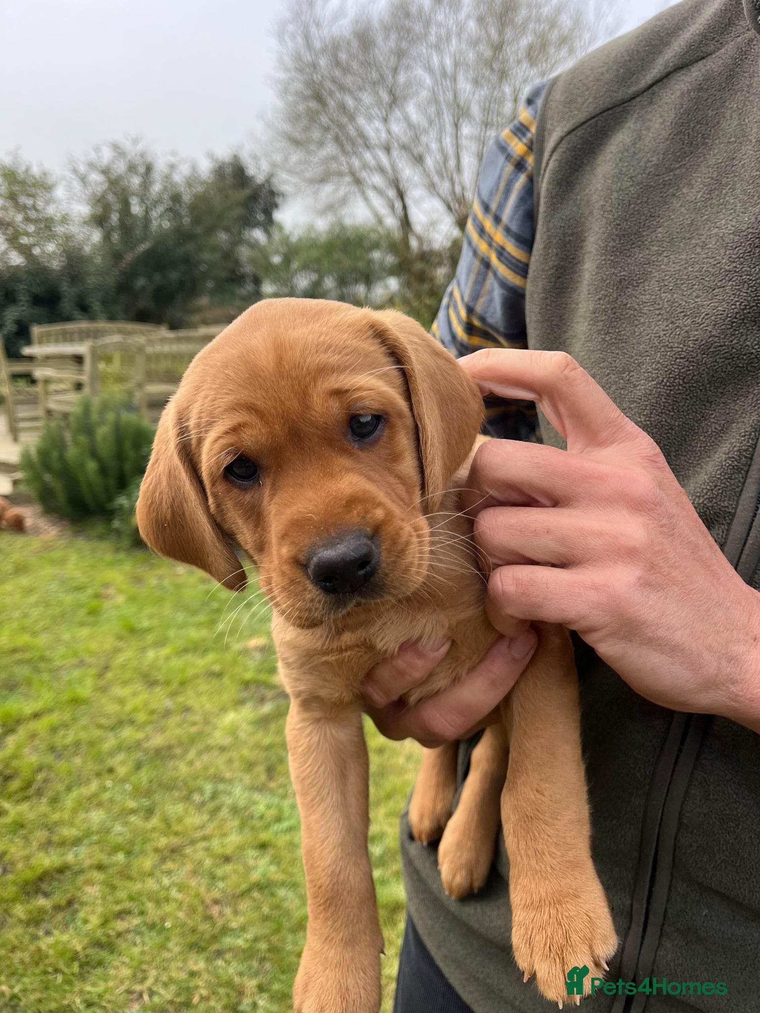 Labrador Retriever dogs KC reg 7 week old Fox Red Puppy - Advert 1