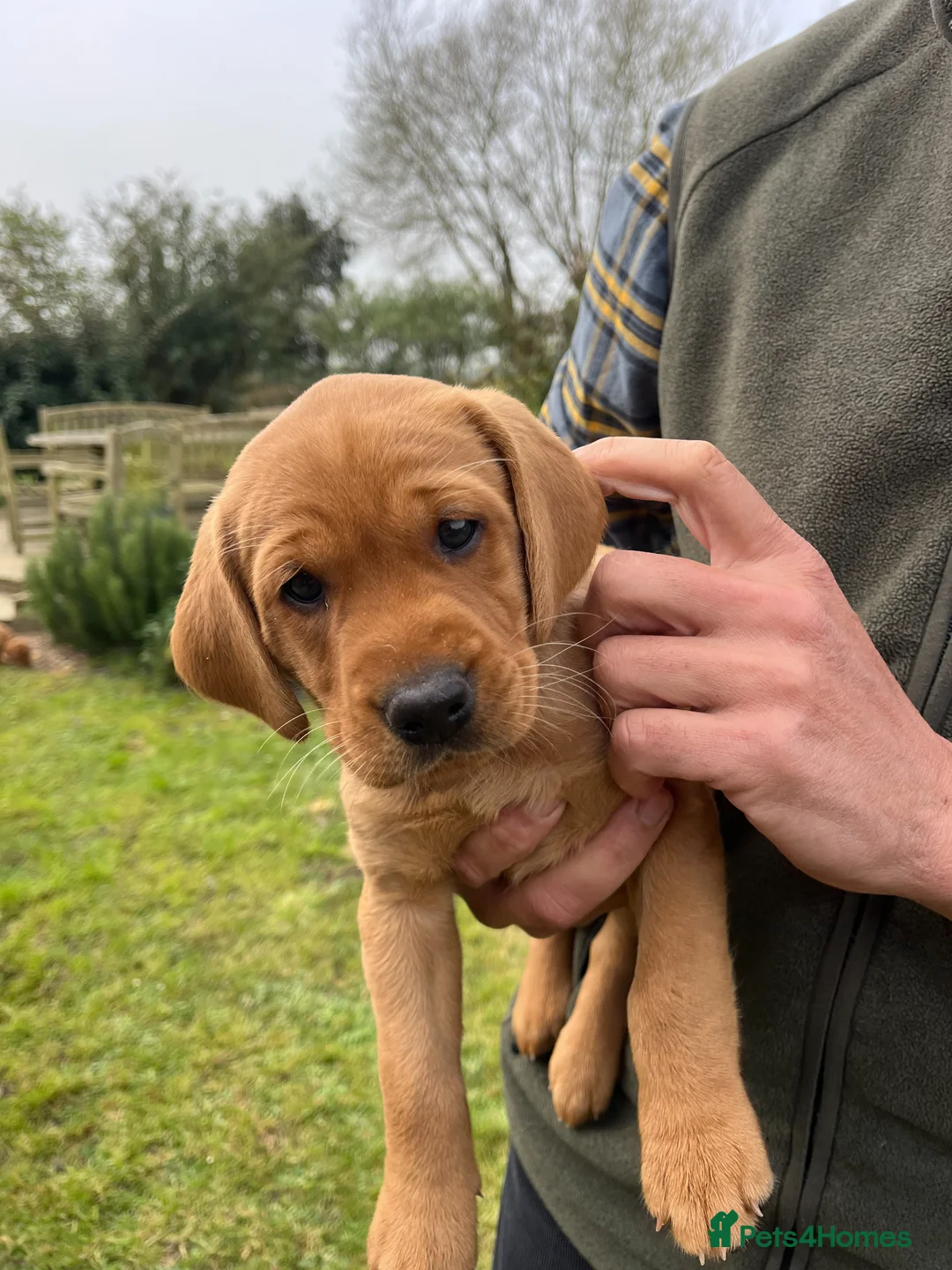 Labrador Retriever dogs for sale: KC reg 7 week old Fox Red Puppy - Advert 1
