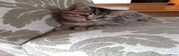 Mixed Breed cats for sale: Mixed Breed, Mother Bengal Tabby Cross  in Ipswich - Advert 3