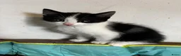 Mixed Breed cats for sale: 4 fluffy kittens - Advert 9