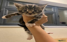 Mixed Breed cats for sale: Adorable kittens for sale - Image 9