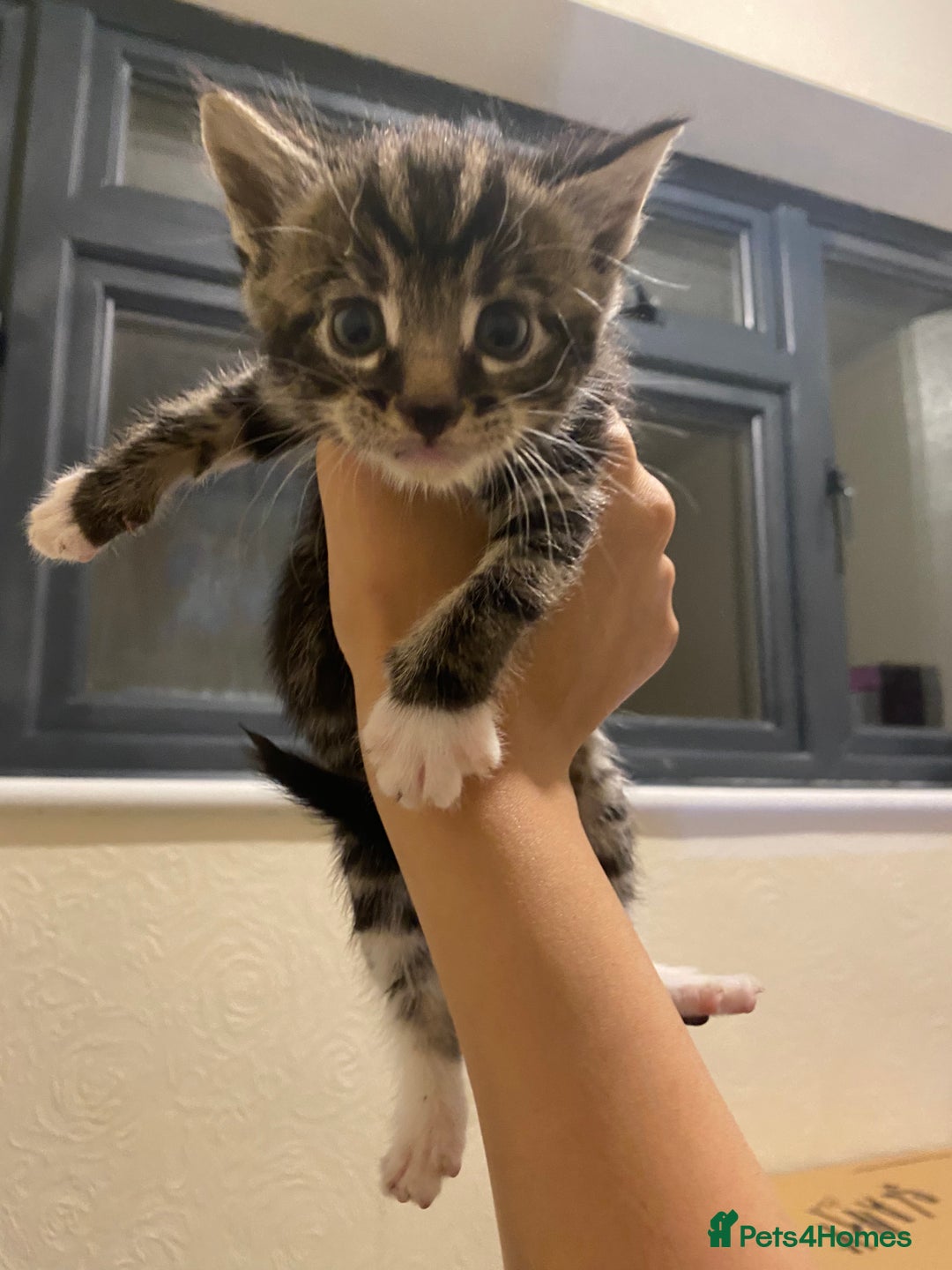Mixed Breed cats for sale: Adorable kittens for sale - Image 9