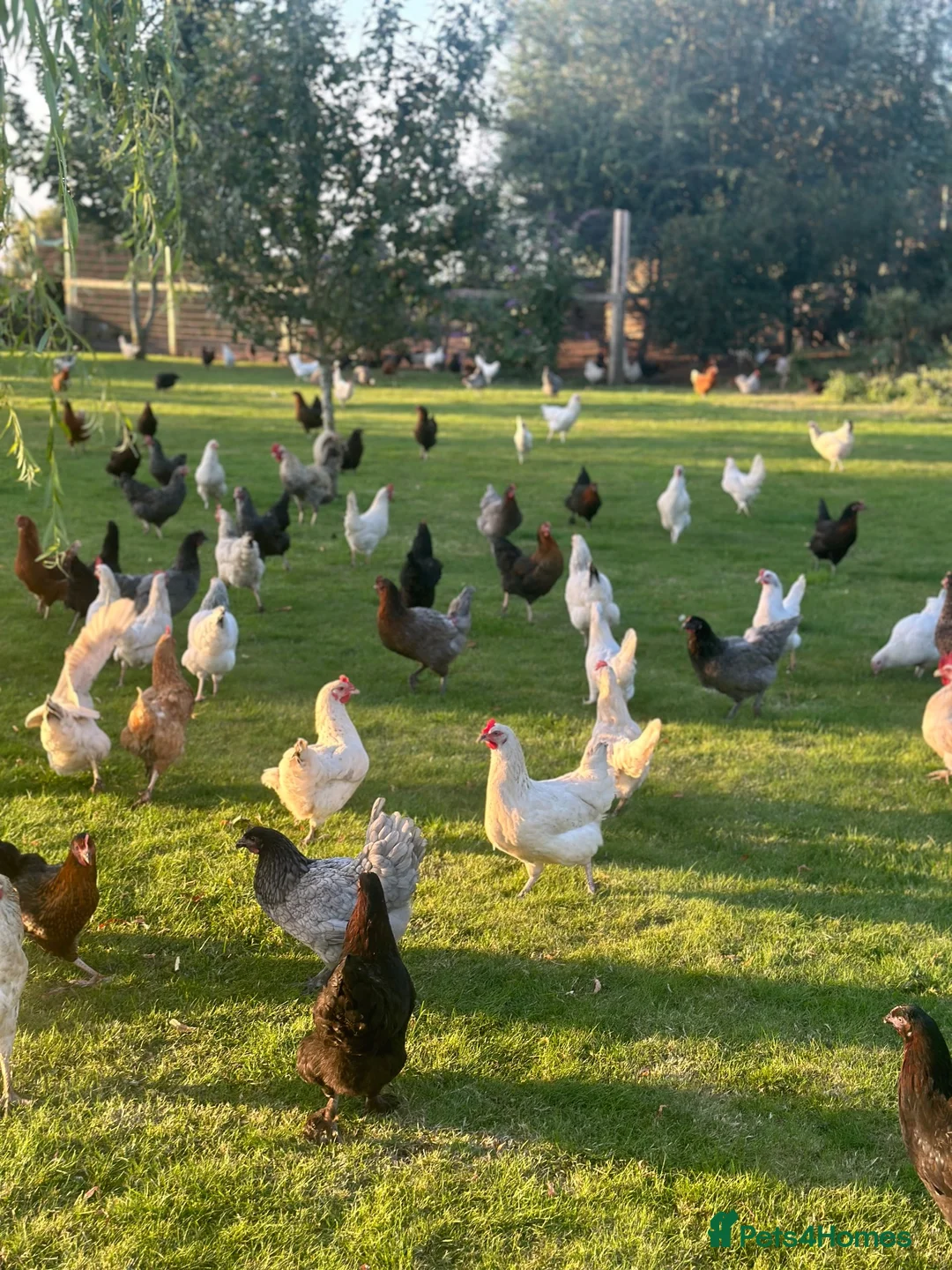 Mixed Breed poultry for sale: Chicken/Ducks/guinea fowls/ geese  - Advert 1
