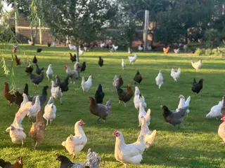 Mixed Breed poultry Chicken/Ducks/guinea fowls/ geese - Advert 1