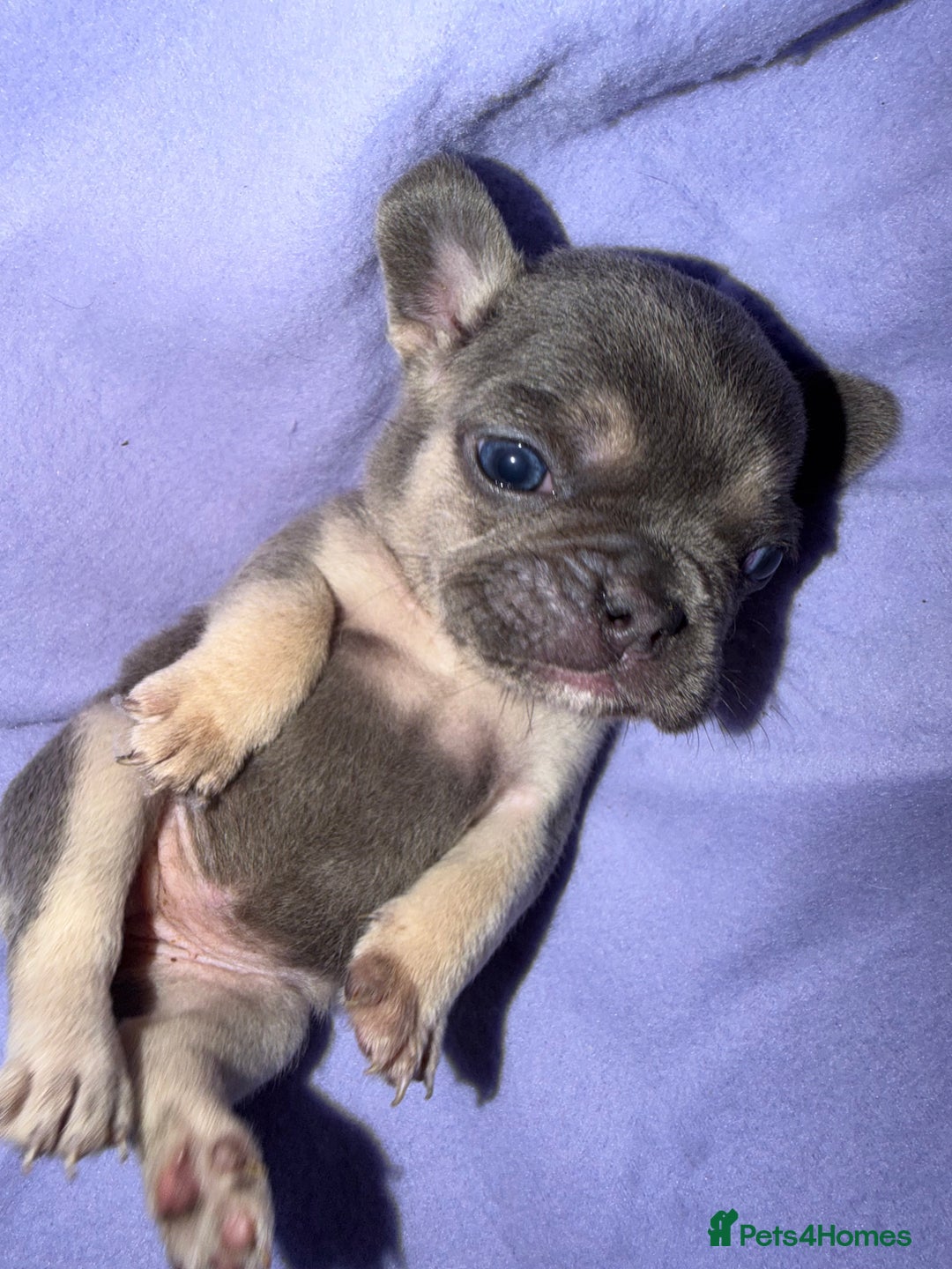French Bulldog dogs for sale: French bulldog puppies  - Advert 16