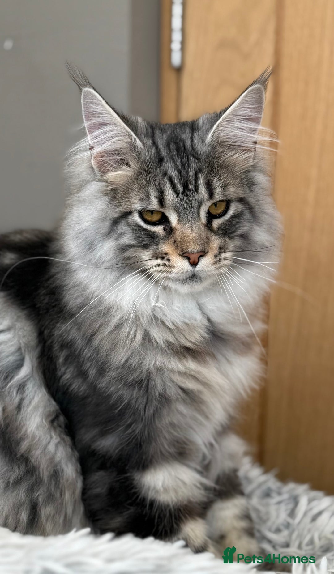 Maine Coon cats for sale: WE MAY SELL ACTIVE Top quality Maine coon kittens - Advert 6