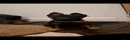 Mixed Breed dogs for sale: Belguim Malinois Puppies  - Advert 6