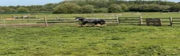 Irish Cob horses for sale: Show potential flashy blue Blagdon gelding  - Advert 6