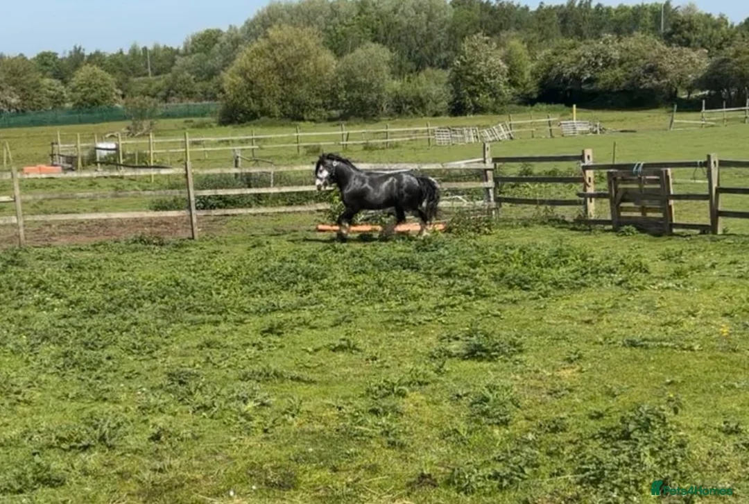 Irish Cob horses for sale: Show potential flashy blue Blagdon gelding  - Advert 6