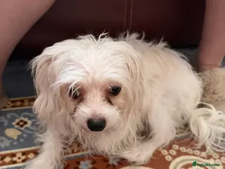 Bichon Frise dogs The Pedigree Club Bichon Frise Puppie - Advert 1