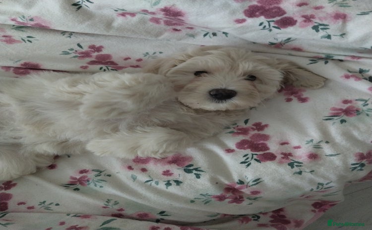 Poochon dogs - Advert 6