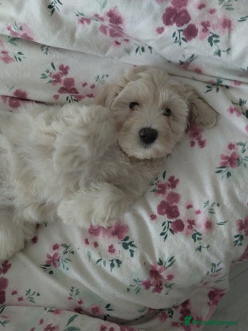 Poochon dogs - Advert 6