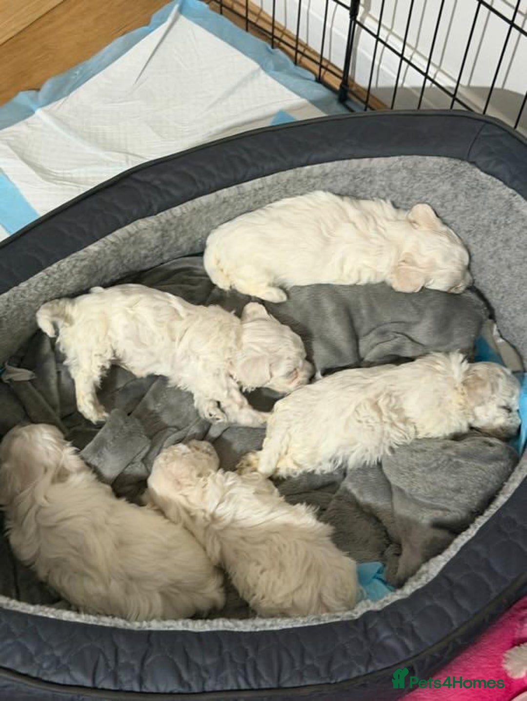 Bichon Frise dogs for sale: Bichon puppies  - Image 7