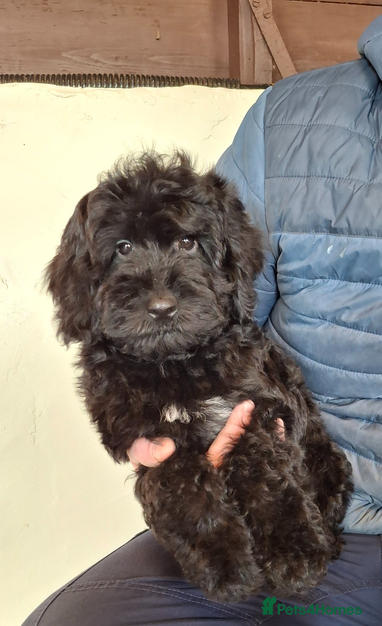 Sproodle dogs Last Adorable f1b sproodle puppy - Advert 2