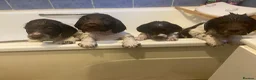 English Springer Spaniel dogs for sale: Gorgeous springer spaniel pups - Advert 9