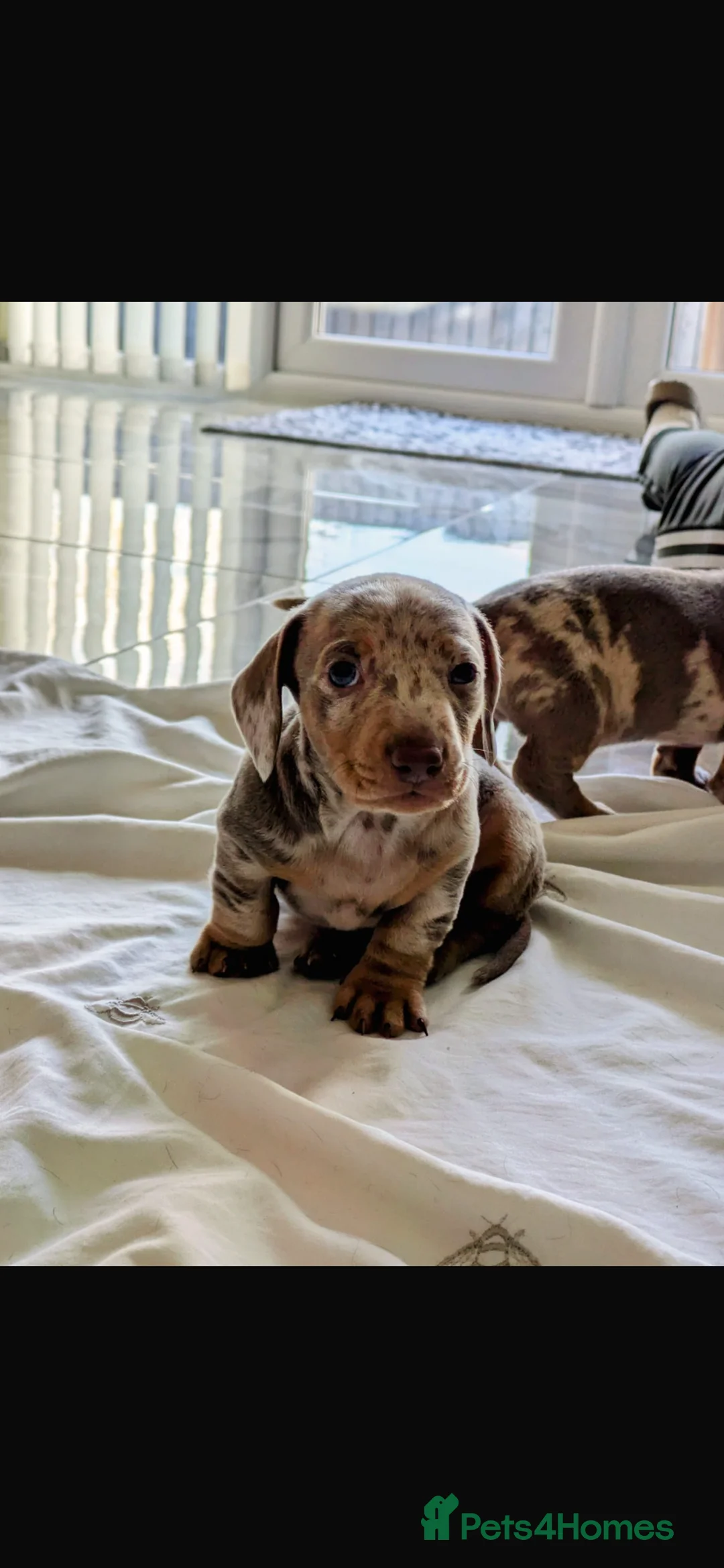 Dachshund dogs for stud: Miniature dachshund for stud  in Newport - Advert 6