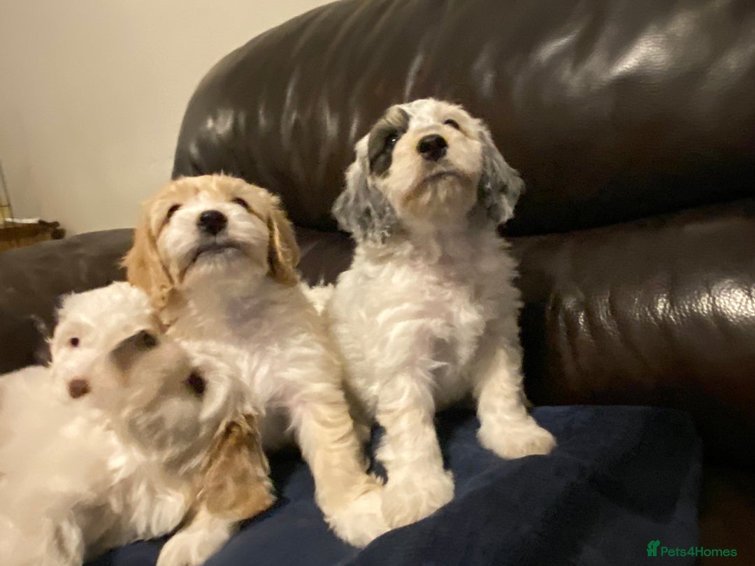 Cockapoo dogs for sale: Beautiful cockapoo puppy’s  - Image 26