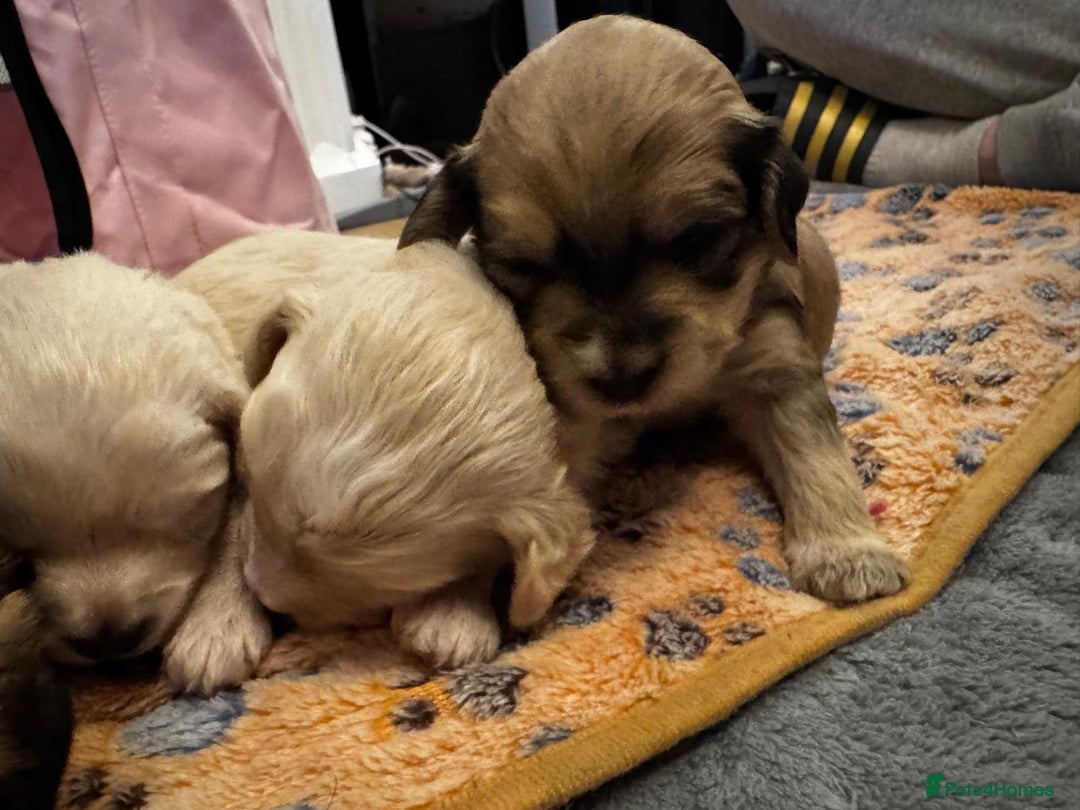 Mixed Breed dogs for sale: ✨Adorable Cockapompoo Puppies✨ - Advert 7