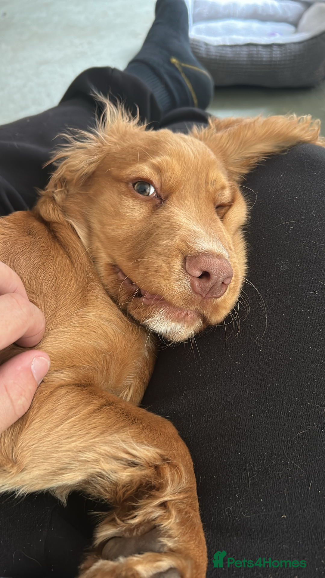 Cocker Spaniel dogs for sale: Simba - family cocker spaniel - Image 11
