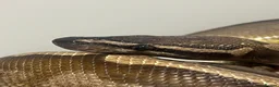 Python Snake reptiles for sale: Pied Ball Python  in Bromley - Advert 3