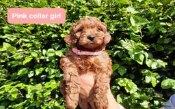 Cockapoo dogs for sale: Amazing F1b Cockapoos - Image 5