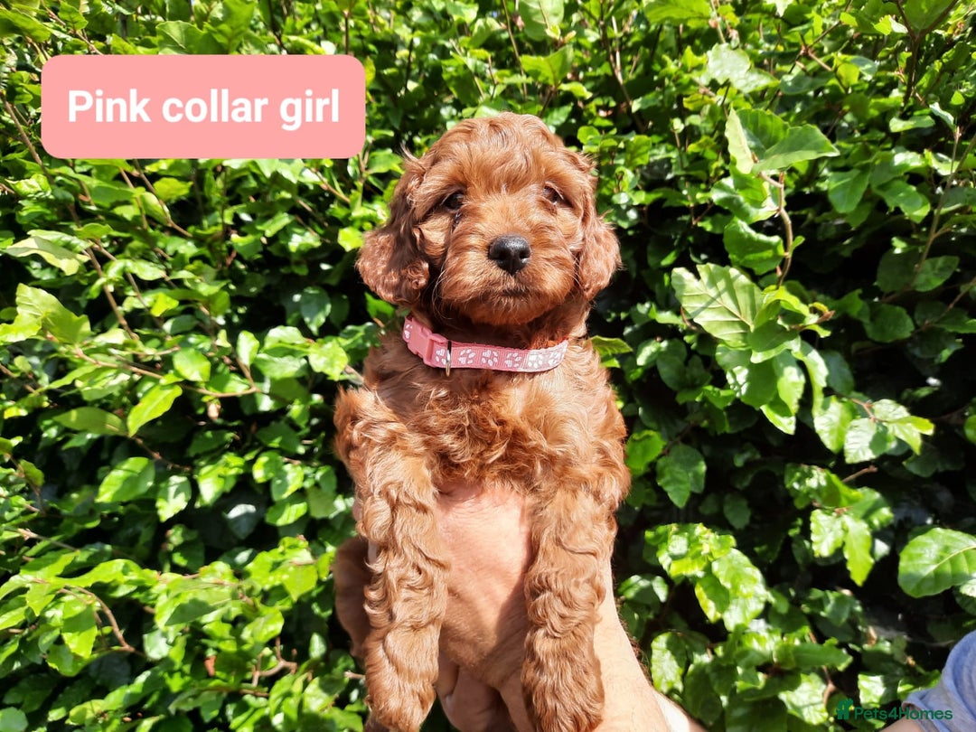 Cockapoo dogs for sale: Amazing F1b Cockapoos - Image 5