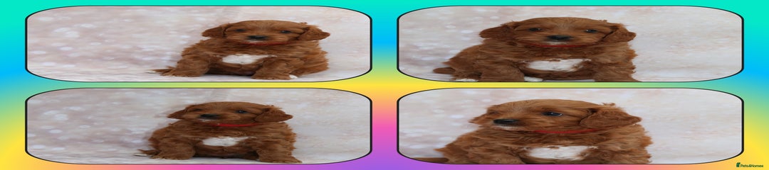 Cavapoo Puppy 5