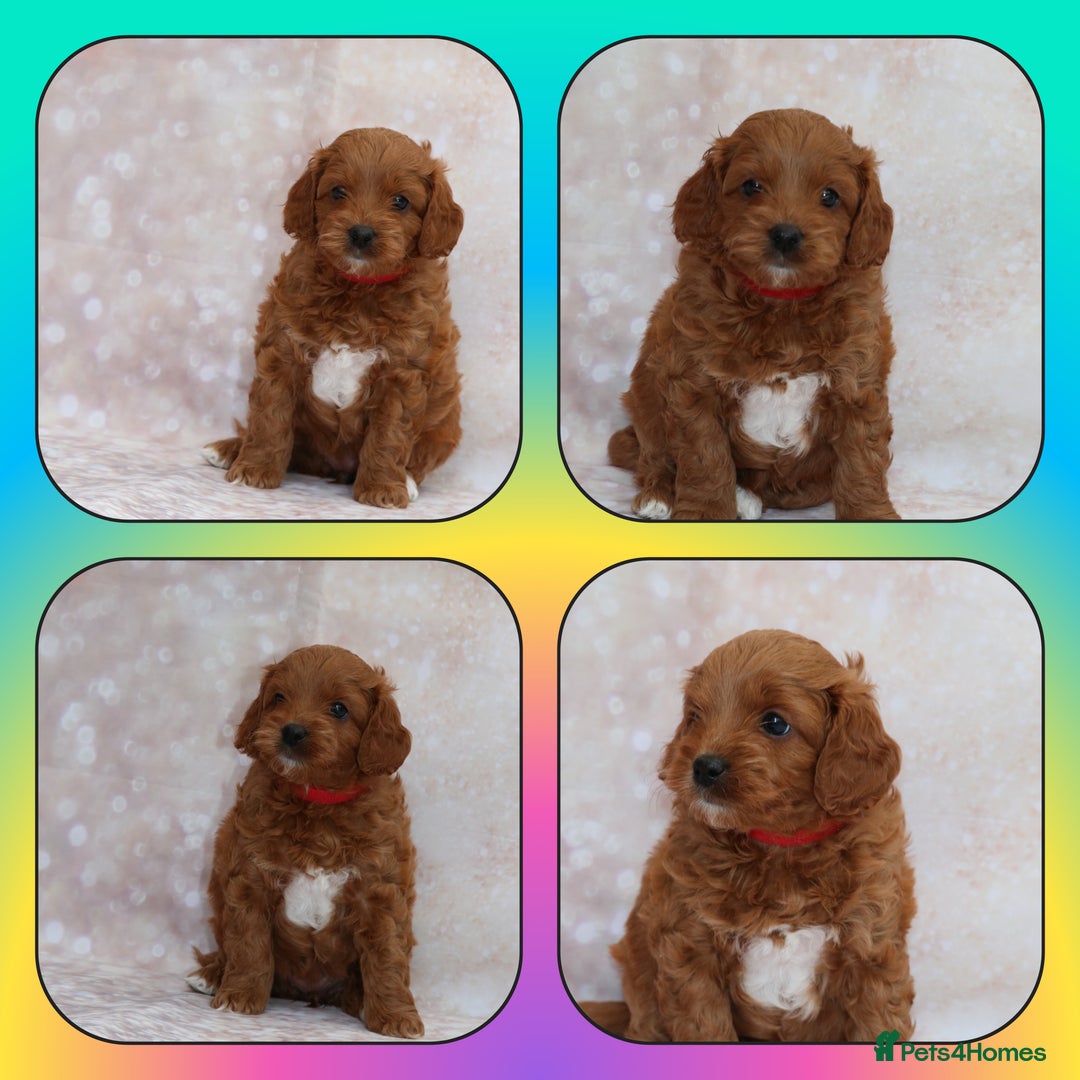Cavapoo dogs for sale: Cavapoo  - Image 7