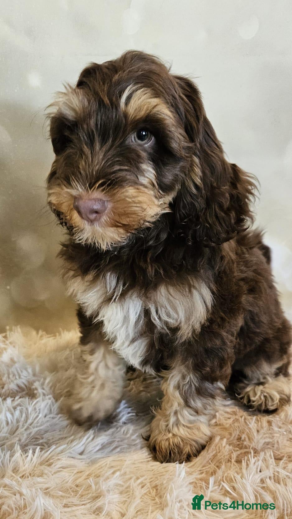 Cockapoo dogs LYNJONBORNS BEAUTIFUL COCKAP00 PUPPYS - Advert 1