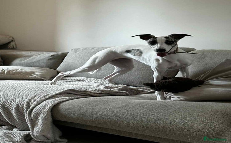 Whippet dogs - Advert 1