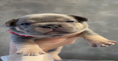 French Bulldog dogs - Advert 13