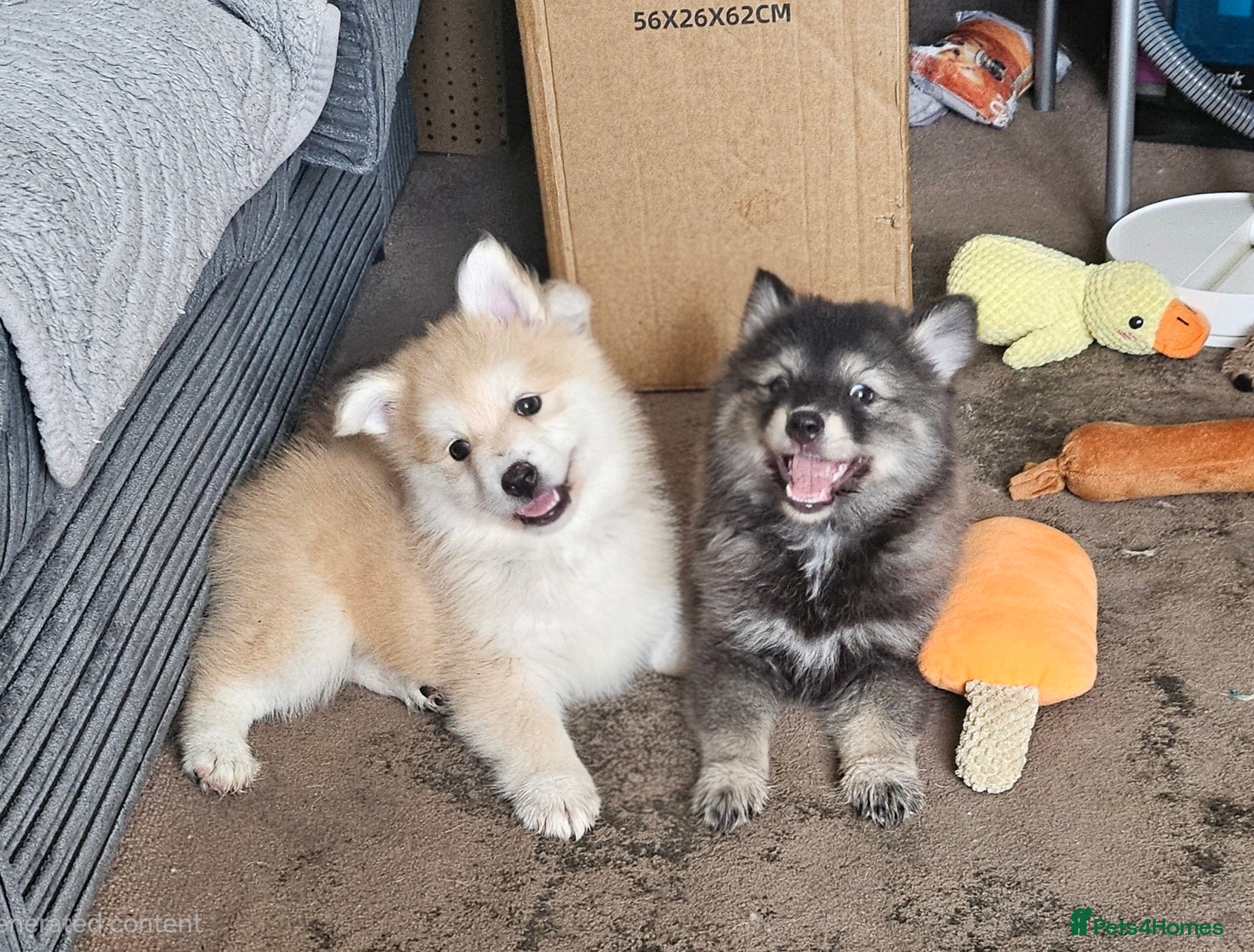 Pomsky dogs Stunning Pomsky Puppies  - Advert 6