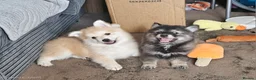 Pomsky dogs for sale: Stunning Pomsky Puppies  in Worthing - Advert 1