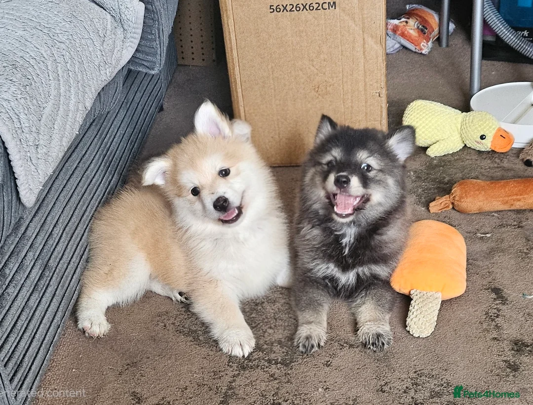 Pomsky dogs for sale: Stunning Pomsky Puppies  in Worthing - Advert 1