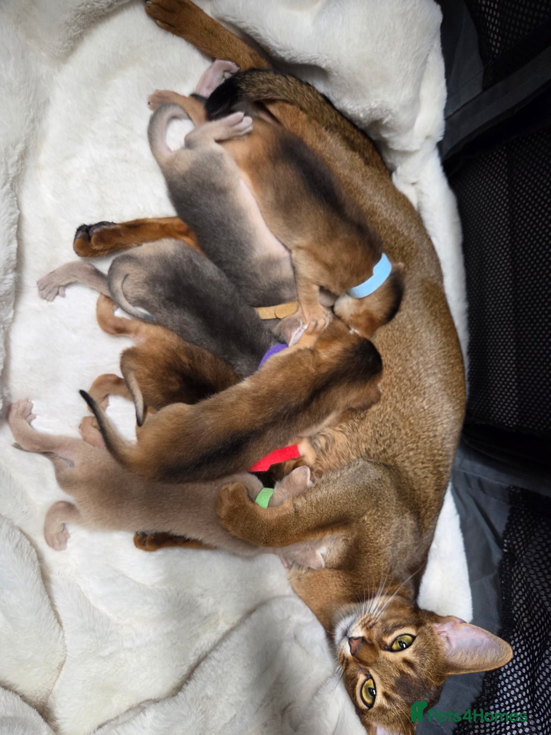 Abyssinian cats for sale: Gorgeous Tica  Abyssinian Kittens  - Advert 2