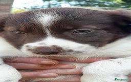 Sprollie dogs for sale: Border Collie x Springer Spaniel pups - Image 8