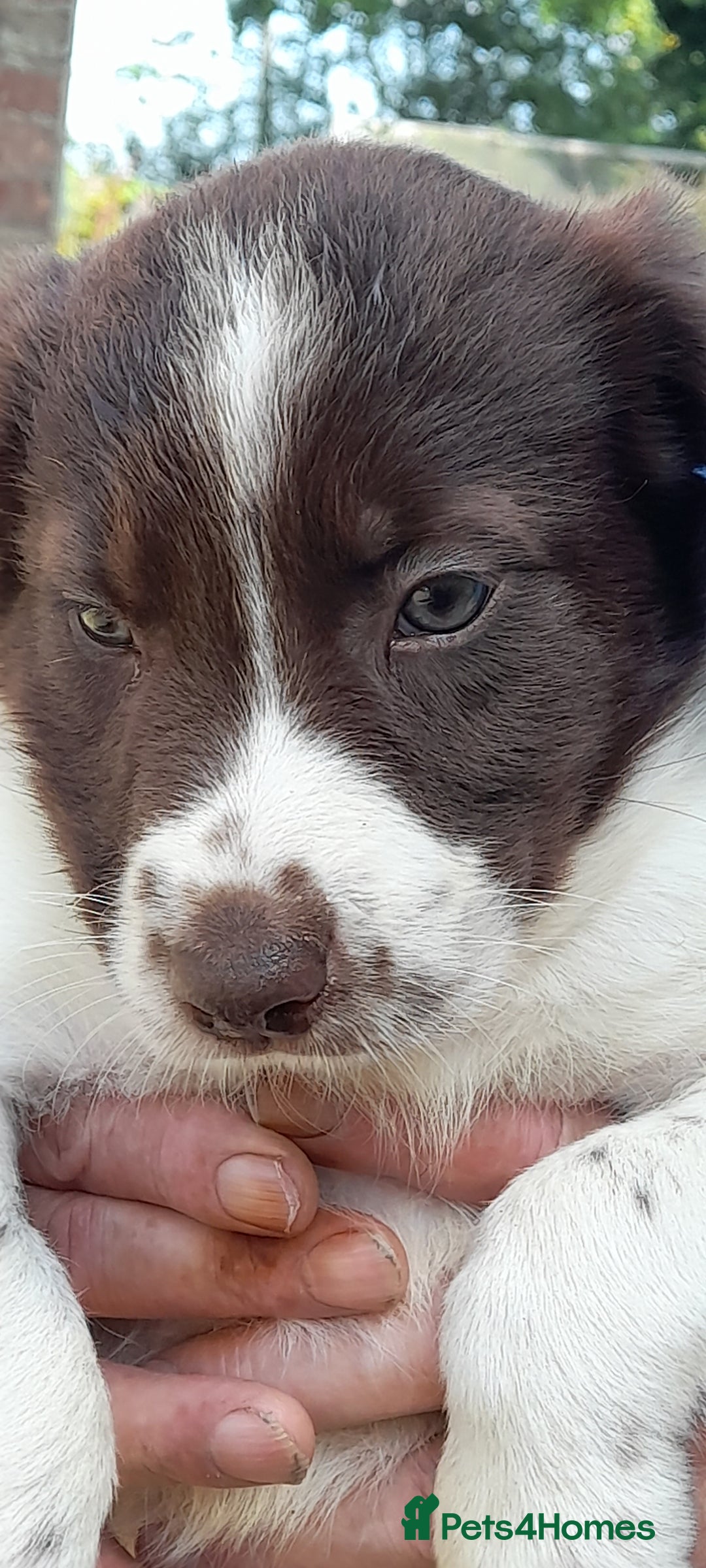 Sprollie dogs for sale: Border Collie x Springer Spaniel pups - Image 8