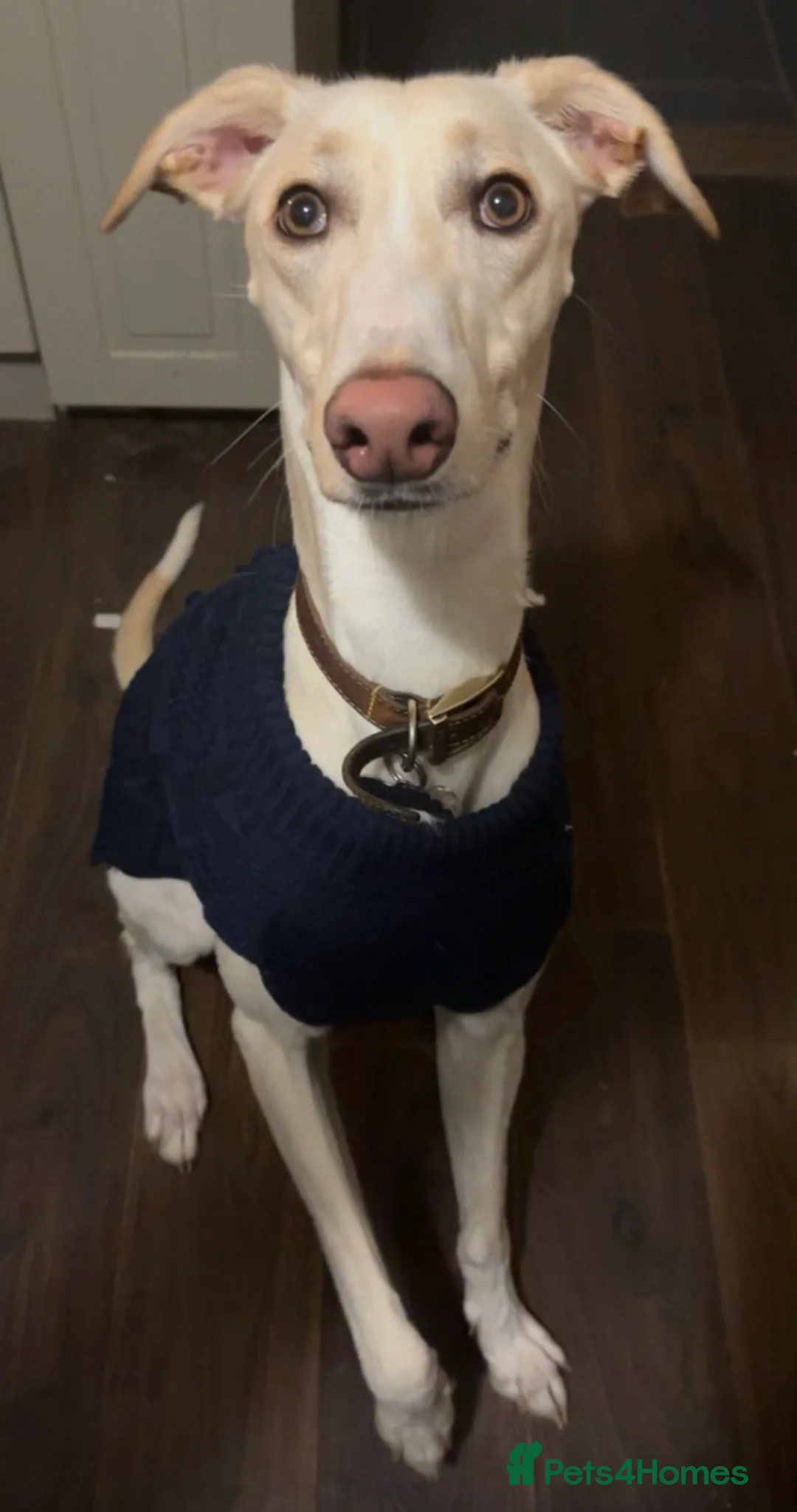 Mixed Breed dogs for sale: Male saluki cross looking for forever home  - Advert 2