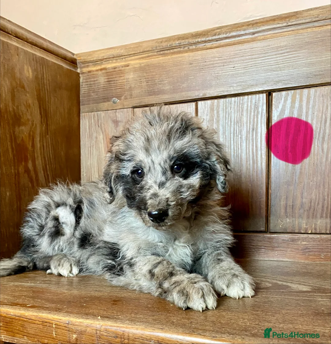 Bordoodle dogs for sale: Standard Bordoodle/Colliepoodle Puppies - Advert 1