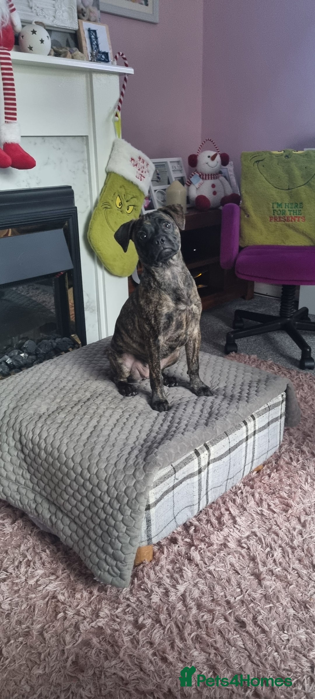 Mixed Breed dogs for sale: Staffordshire bull terrier cross pug puppy (REMI) - Advert 2